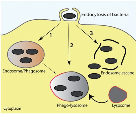 Intracellular Sites Where The Pathogens Reside Intracellular Bacteria