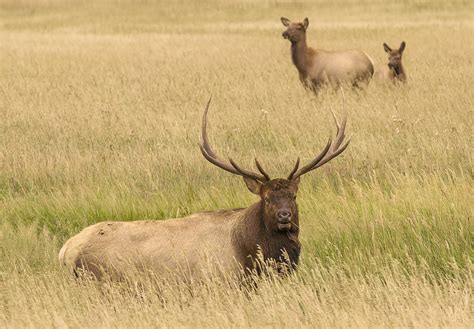 Bull Elk With Cow And Calf Photograph By Lowell Monke Fine Art America