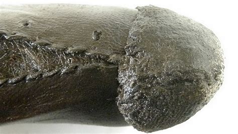 Skórzane dildo z XVIII wieku w Muzeum Archeologicznym w Gdańsku Podróże