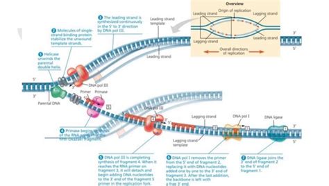 DNA Replication Flashcards | Quizlet 