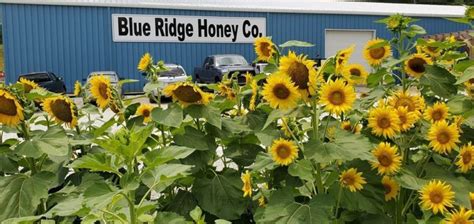 Blue Ridge Honey Company – Forward Rabun Chamber of Commerce