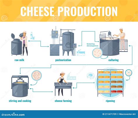 Cheese Production Cartoon Infographics Stock Vector Illustration Of