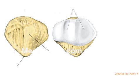 patella Diagram | Quizlet