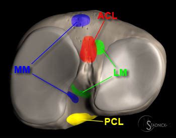 Tibial Intercondylar Eminence