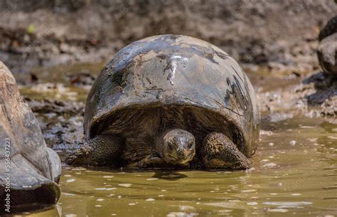 Gigantic Turtles In Seychelles Rare Endemic Species Giant Turtle