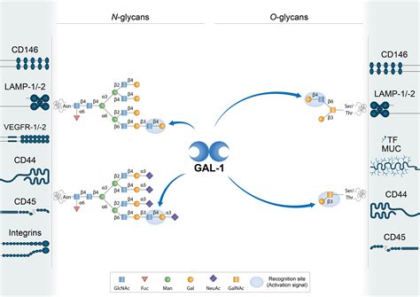 The Universe Of Galectin Binding Partners And Their Functions In Health