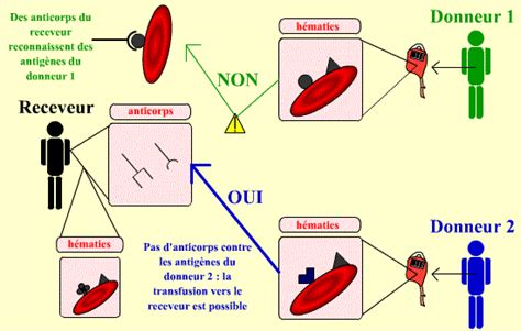 Groupes Sanguins Et Cons Quences M Dicales Planet Vie