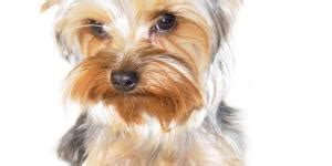 C Mo Cuidar A Un Yorkshire Terrier Los Mejores Consejos Sobre Los