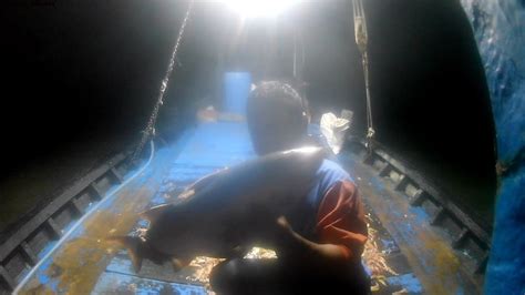 Pukat Udang Dapat Ikan Senohong Senangin Kurau Besar Trawl Shrimp Youtube