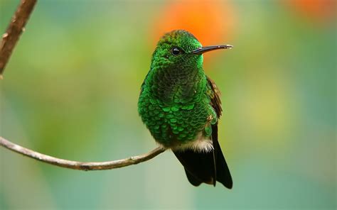 Descargar la imagen en teléfono Animales Pájaro Colibrí Grevillea