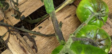 Mildiou Des Tomates Pr Vention Et Solutions Terra Potager