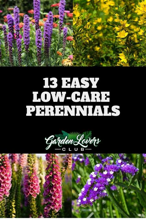 Flowers With The Words 13 Easy Low Care Perennials In Front Of Them And An Image