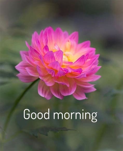 A Pink Flower With The Words Good Morning On It