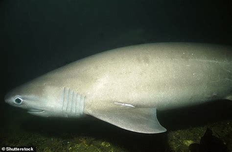 Giant sixgill shark filmed off the coast of County Clare - Big World Tale