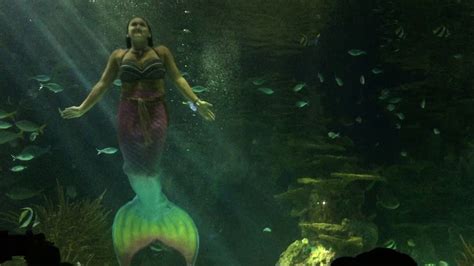 Mermaid Shows Ripleys Aquarium Gatlinburg Tennessee Great Smoky