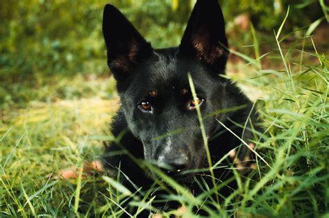 Black Long Haired German Shepherd Spotlight Anything German Shepherd