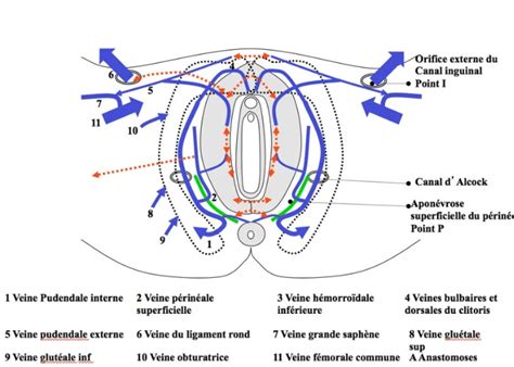 Syndrome De Congestion Pelvienne Natur Au Claire Naturopathie