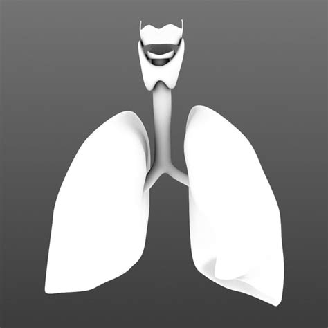 3d realistic human lungs animation