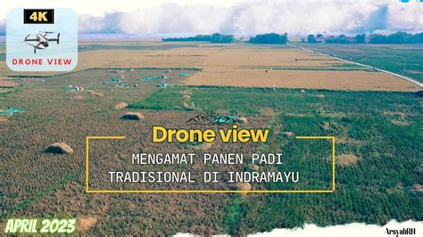 Drone View Mengamat Panen Padi Tradisional Di Indramayu Arsyahrh