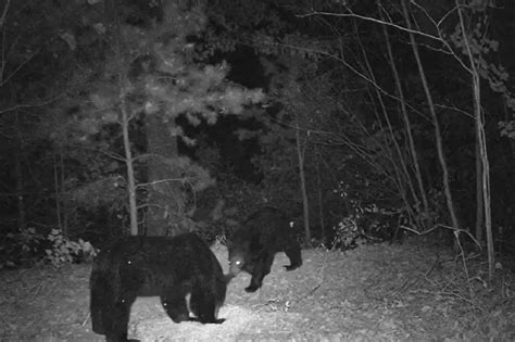 Bear Destroys Ky Trail Cam