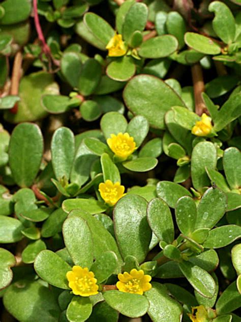 Portulaca Oleracea Common Purslane Moss Rose World Of Succulents