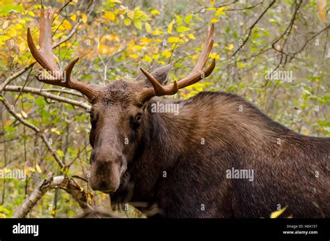 Young moose male Stock Photo - Alamy