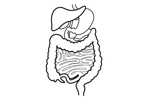 Human Digestive System Drawing at GetDrawings | Free download