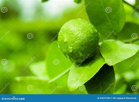 Zitrone Und Tropfen Stockfoto Bild Von Frucht Sauer