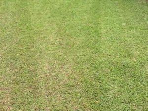 How To Make Centipede Grass Spread Lawn Model