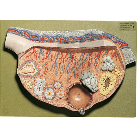 Modèle d ovaire en relief Organes génitaux SVT Matériel