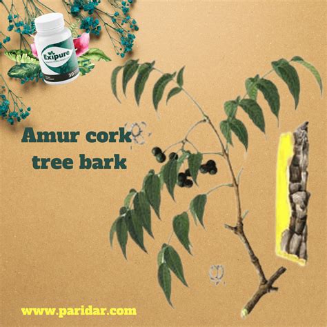 amur cork tree barkit   potent antibacterial action