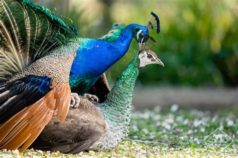 Paon Bleu Pavo Cristatus Indian Peafowl Accouplement D Flickr