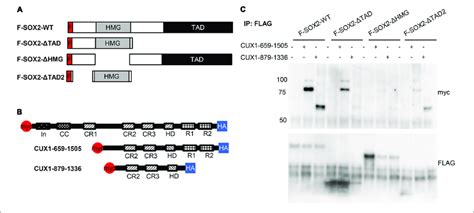 The N Terminal Domain And Dna Binding Domain Of Sox Are Necessary