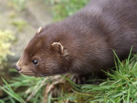 The American Mink Is Very Energetic And Highly Adept At Both Climbing