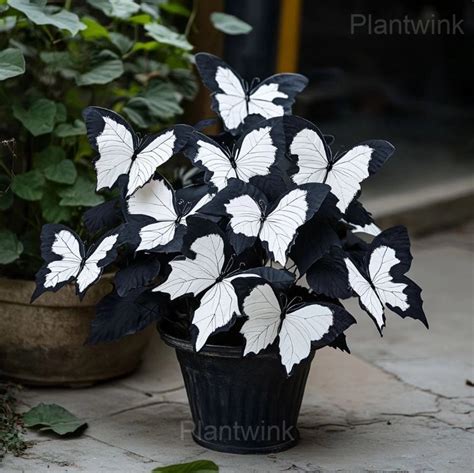 Moonlight Butterfly Begonia Seeds Plantwink