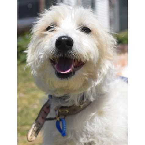 Oli Small Male Maltese X Fox Terrier Wire Mix Dog In Nsw Petrescue