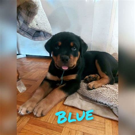 Rottweiler Puppies