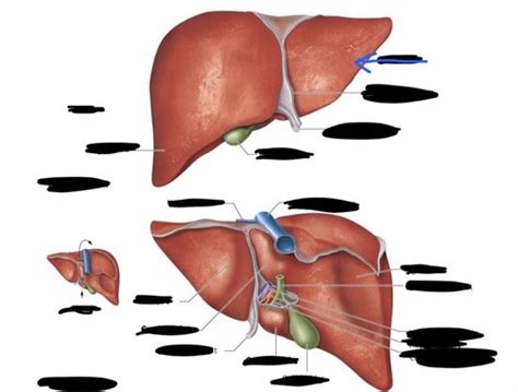 Liver Flashcards Quizlet