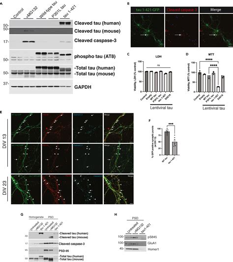 Activity Dependent Tau Cleavage By Caspase Promotes Neuronal