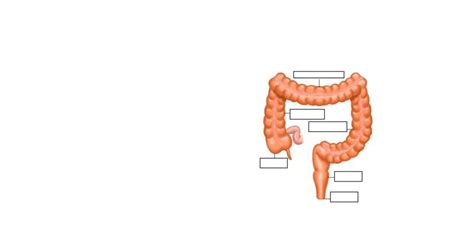 intestino grueso Diagram | Quizlet