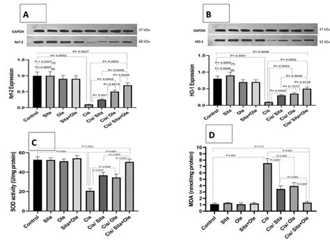 Effect Of Sitagliptin And Oleuropein On Cisplatin Induced Oxidative