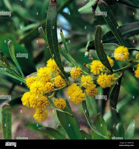 Silver Wattle Acacia Sp Hi Res Stock Photography And Images Alamy