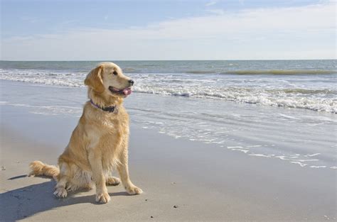 10 Things About Beaches On The Outer Banks Sea Ranch Resort