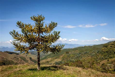 Monkey Puzzle Tree Info Consejos Para Cultivar Un Mono Rompecabezas Al