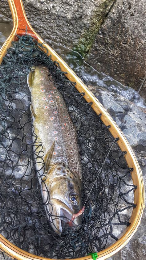 Ouverture de la truite dans les Pyrénées Pêche Pyrénées Saint Lary