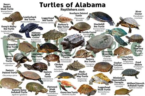 Turtles of Alabama - 30 Species That are Found Here