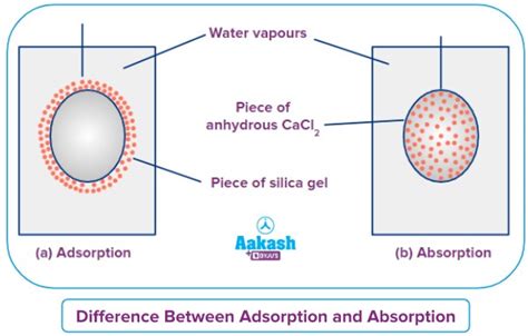 Adsorption Vs Absorption Adsorption Absorption Difference Between