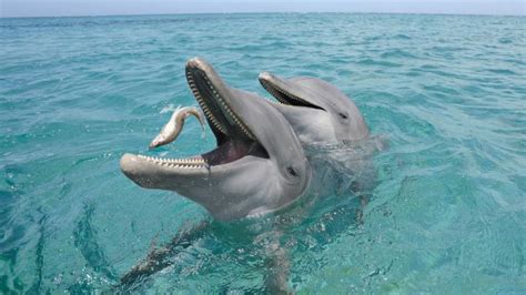 10 Amazing Facts That Showcase How Awesome Dolphins Are