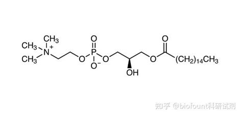 1 棕榈酰基 sn 甘油 3 磷酸胆碱 知乎