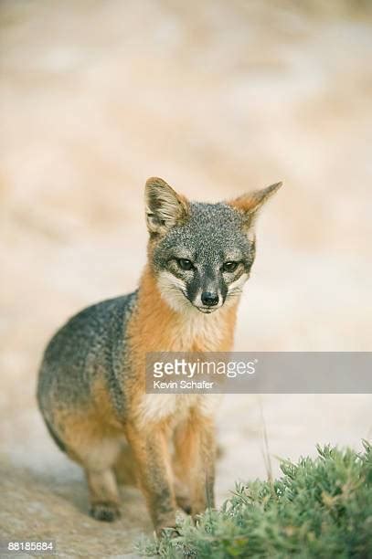 1324 Channel Islands National Park Stock Photos High Res Pictures